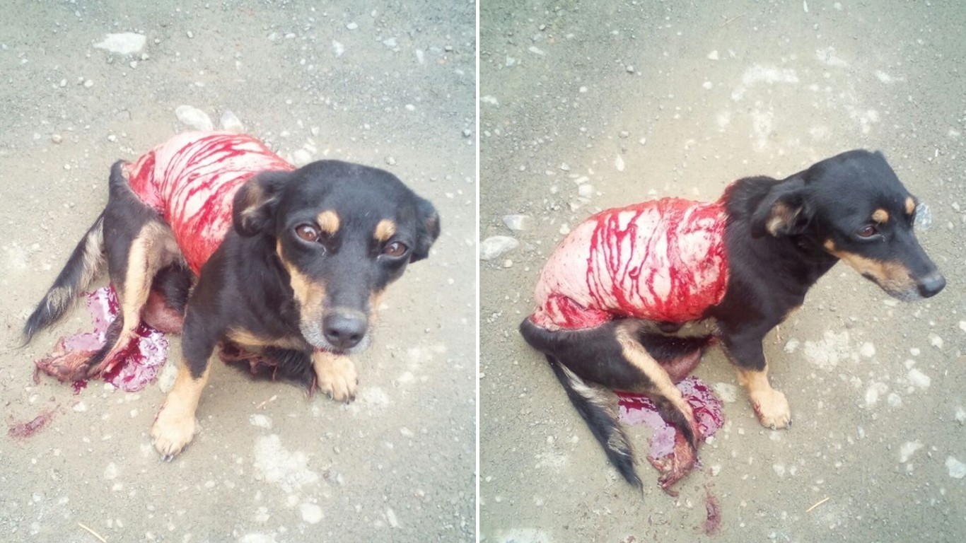 Petition: Justice for dog skinned alive and thrown on the street to die!