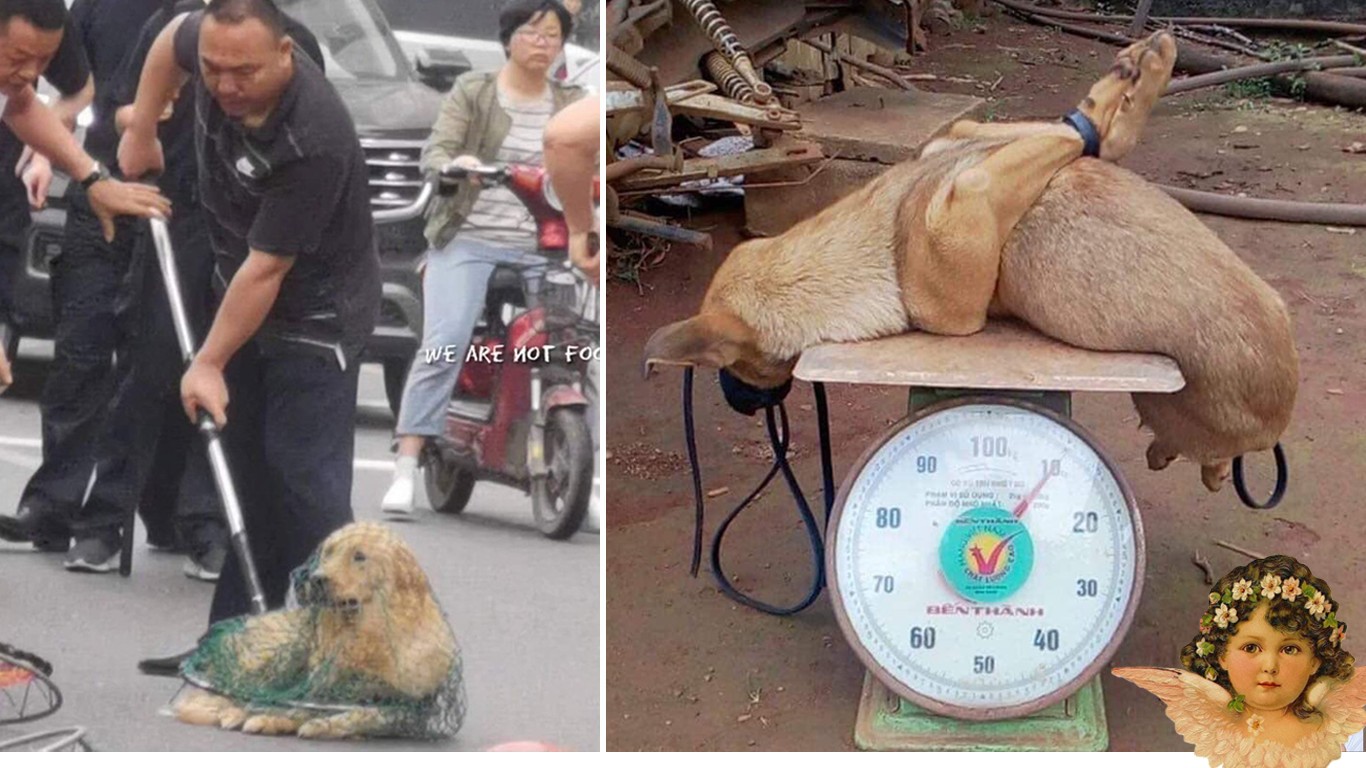 Petition: China – Countless dogs are stolen and sold as food in public markets every day!